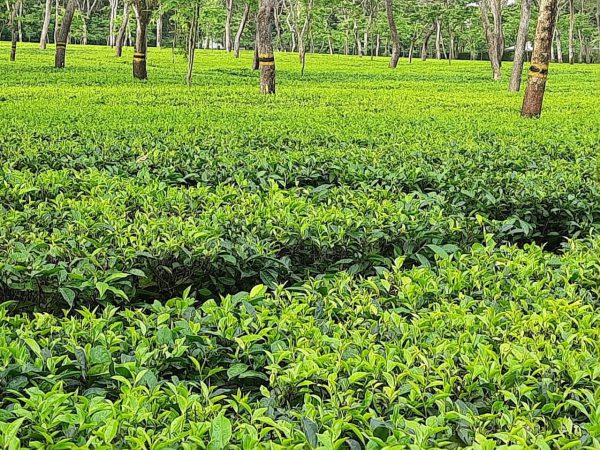 Tea industry hits hard by surge in natural gas price