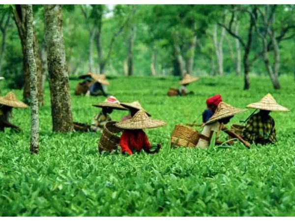 Tea gardens in Assam can diversify into other activities