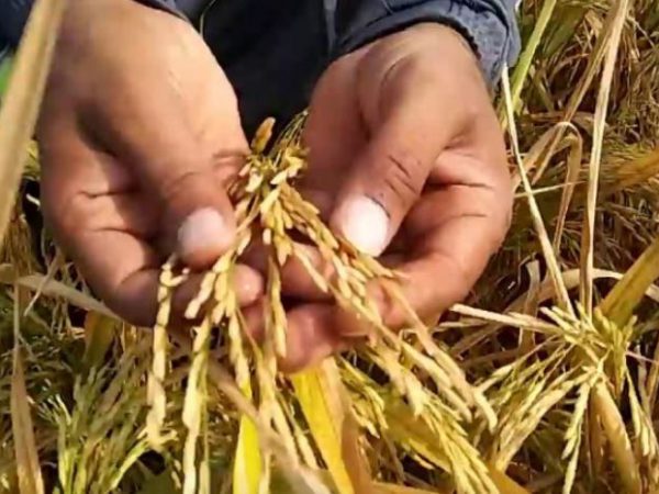 Government to assess expected yield of Basmati crop in 2022-2023