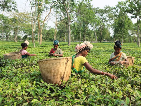 Assam tea garden workers wages hiked by Rs 27